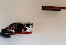 Cat Wall Perch